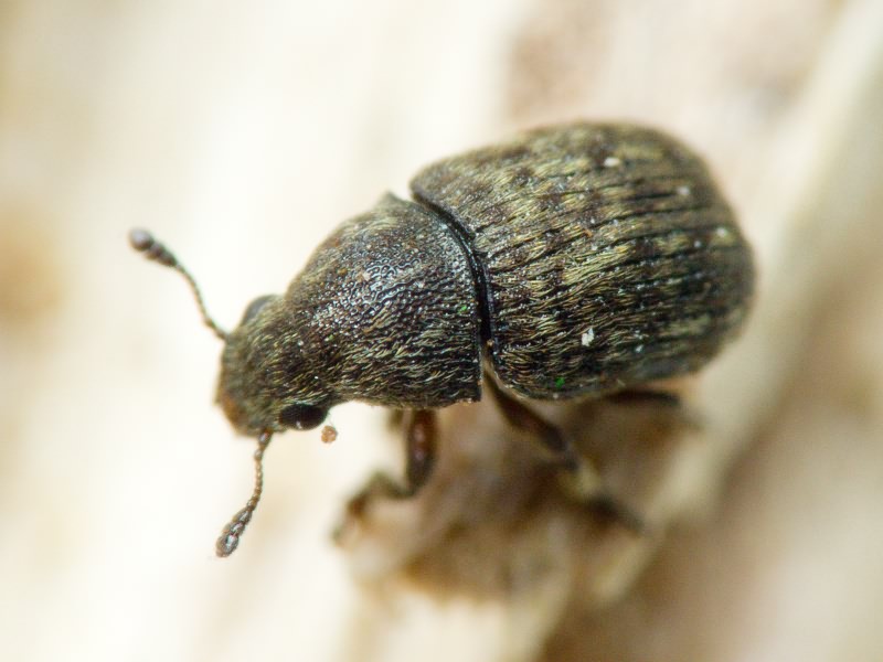Anthribus nebulosus Förster, 1771